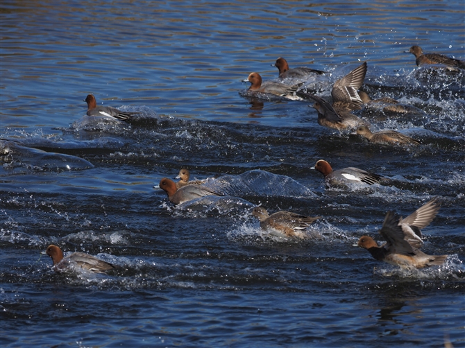 qhK,Eurasian Wigeon